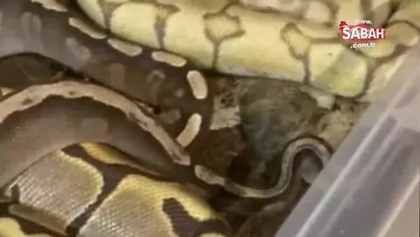 son dakika istanbul da polis baskininda korkutan goruntu onlarca piton ve boa yilani video