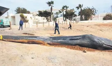 Dev balinayı plastik öldürmüş