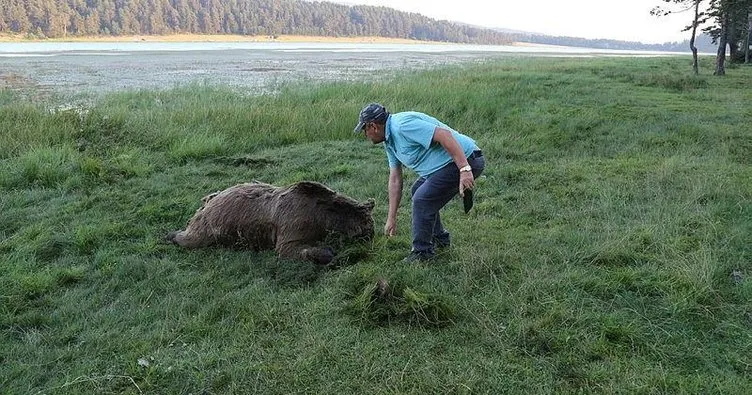 Bolu’da gölette silahla vurularak öldürülmüş ayı bulundu