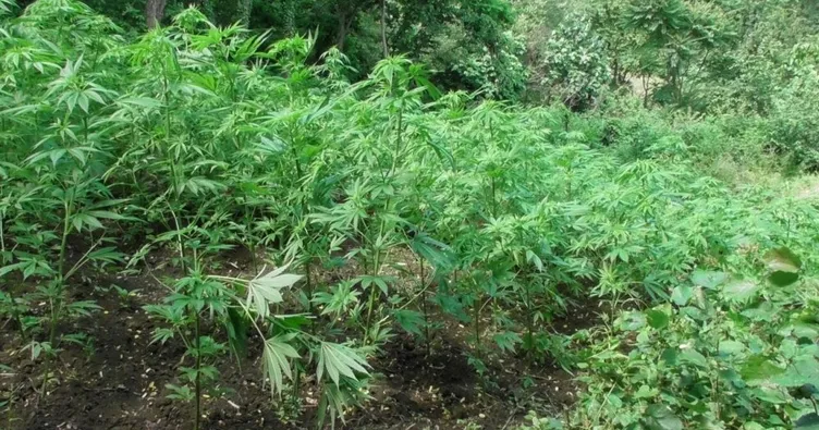 Kilyos Mezarlığı’nda esrar yetiştirmiş!