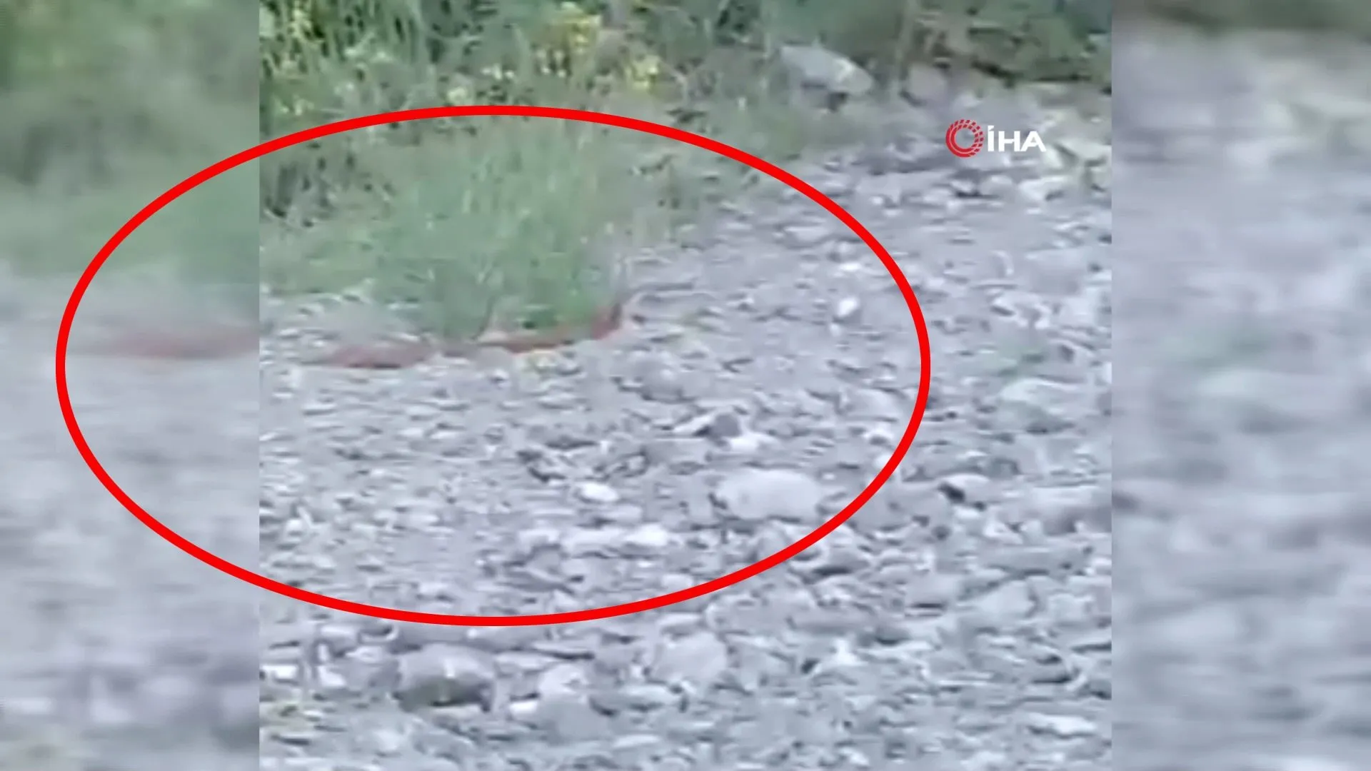 son dakika hakkari de kirmizi yilan panigi her defasinda birdenbire video