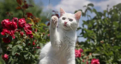 Van kedileri sağır değilmiş