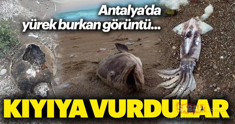 Antalya’da hortum sonrası yürek burkan görüntü! Ölü kuş, caretta caretta ve balıklar sahile vurdu