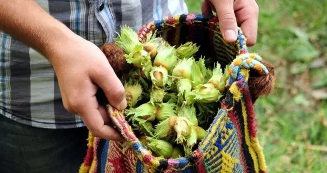 Fındık Ne Zaman Toplanır? Fındık Hasat Zamanı Hangi Ay/Mevsim?