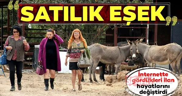 İnternetten satın aldıkları eşeklerle çiftlik kurdular