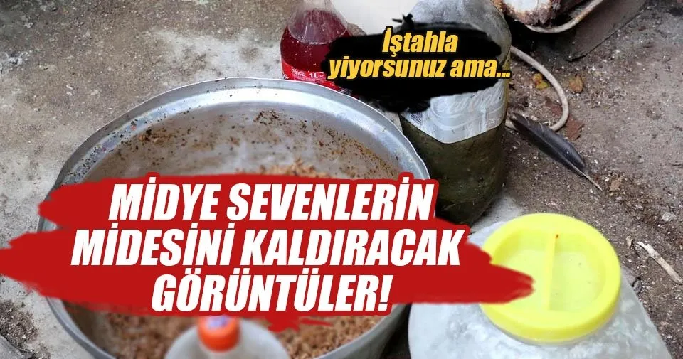 Midye dolma çuvalları kümesten çıktı En Son Haber
