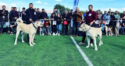 Türk çoban köpeği ırkları, podyuma çıktı