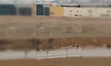 Ankara’da başıboş köpek terörü: Kaldırımda yürüyen vatandaşa köpek sürüsü saldırdı! #ankara