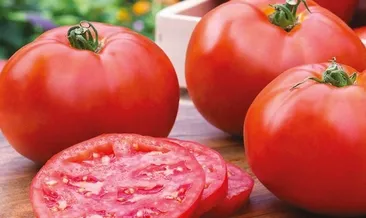 Domates kanserden koruyor
