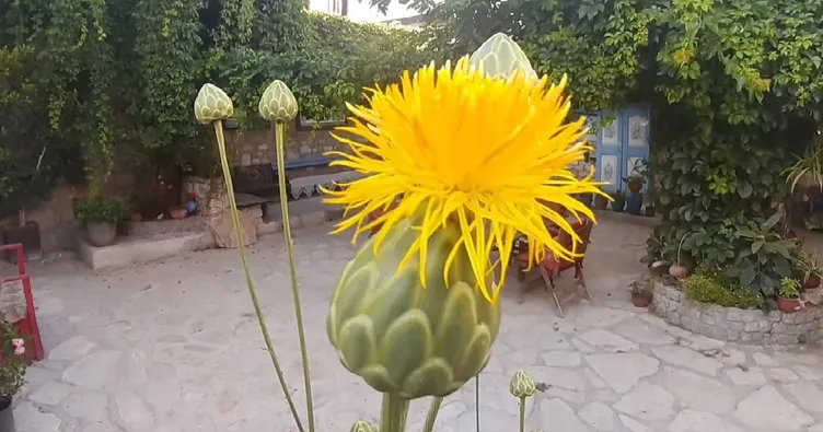 Tülüşahlar açtı