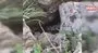 4 metre uzunluğundaki dev yılan böyle görüntülendi| Video