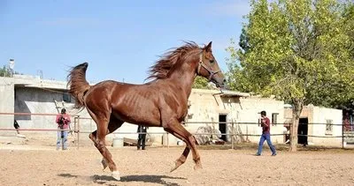 Şanlıurfa’da 10 bin 600 safkan yarış atı bulunuyor