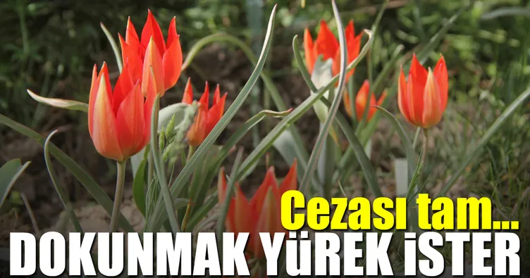 Bu laleye dokunma yürek ister
