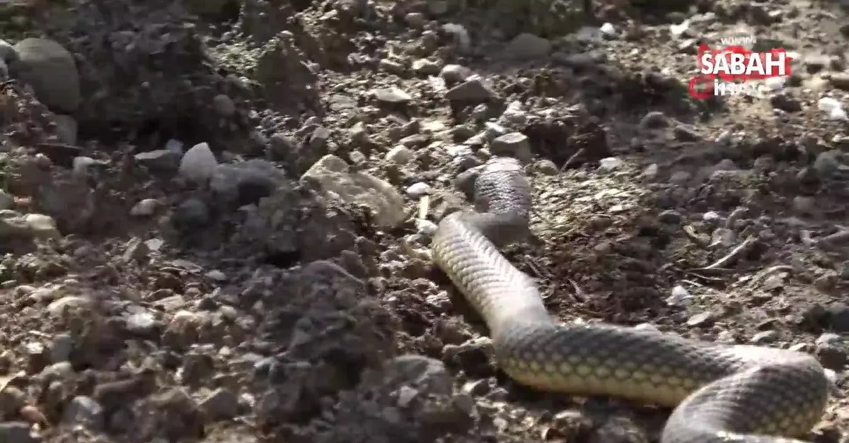 yakaladigi yilani dogaya salarken elini isirdi video