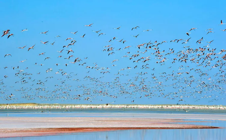 Dünyanın en büyük flamingo kolonisi Tuz Gölü’nde