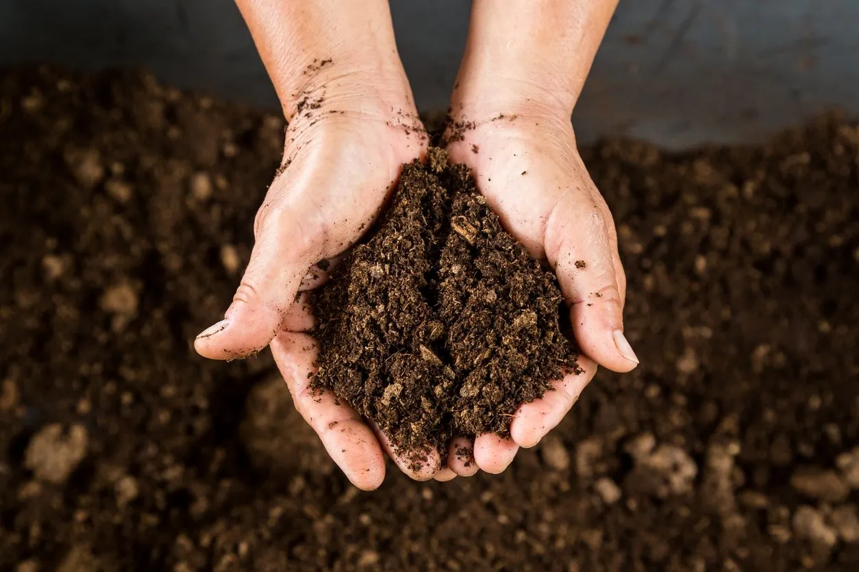как улучшить торфяные почвы