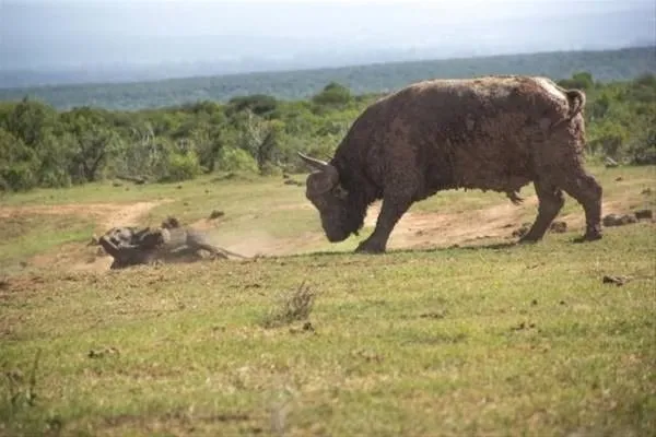 Bufalo saldırısının sonu kötü bitti