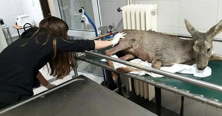 Kırklareli’nde yaralı hayvanlar tedavi altına alındı