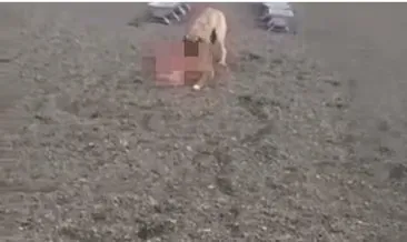 Köpek barınağı görevlisi köpekleri birbirine parçalattı! Görüntüler kan dondurdu #ankara