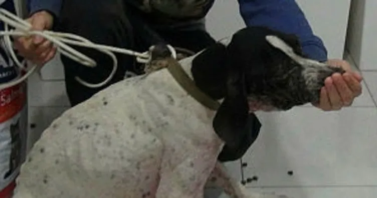 Balıkesir’de ölmek üzereyken buldukları köpeği hayat döndürdüler