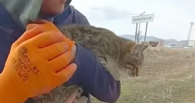 Köpekler kovaladı, köylüler kurtardı