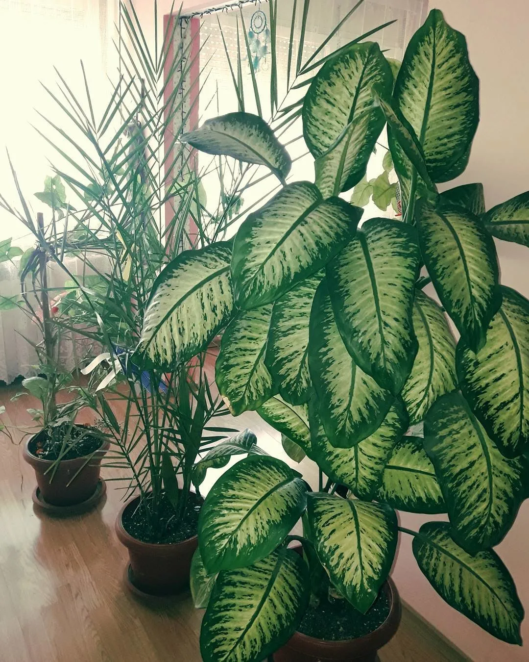 Difenbahya çiçeği zararlı mı? Galeri Sağlık FotoHaber Sağlık