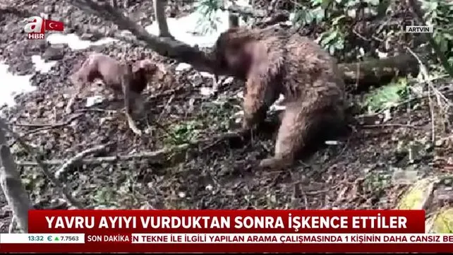 Son dakika: Sosyal medyayı ayağa kaldıran olayda yeni gelişme! Yavru ayıya işkence eden cani gözaltına alındı | Video
