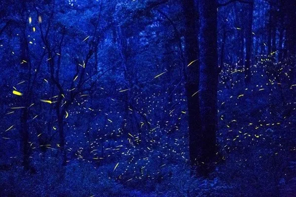 NG`den yılın en iyi fotoğrafları