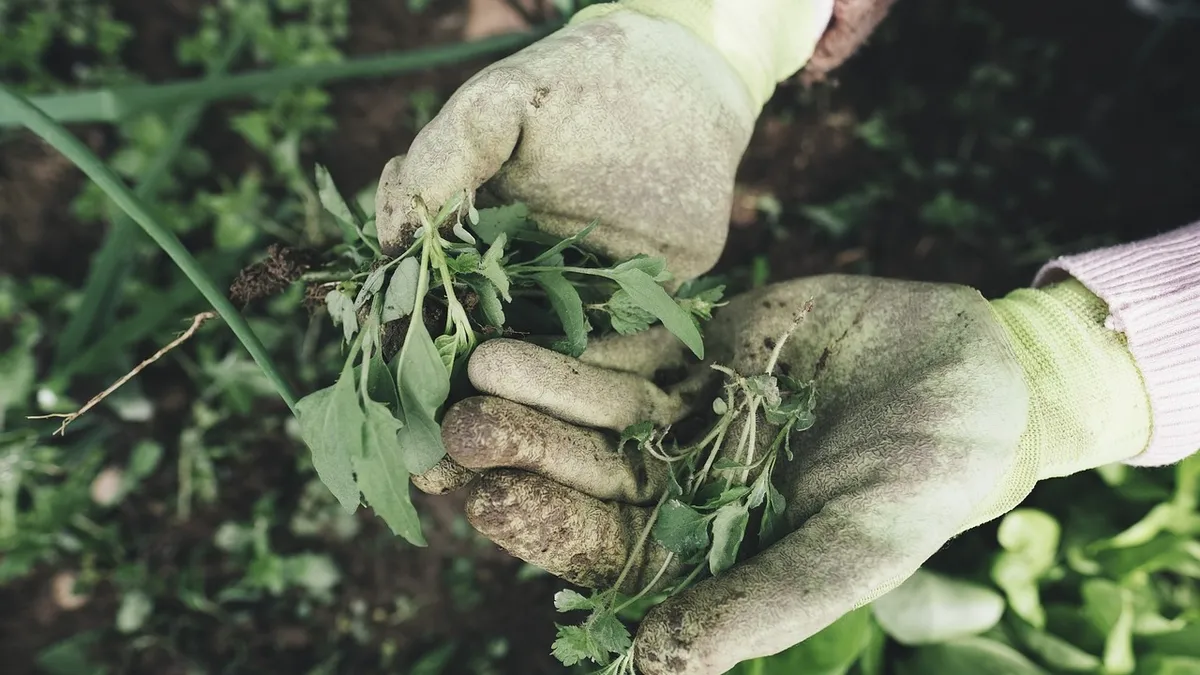 Çiftçileri sevindiren haber geldi: 3,2 milyar lirayı aşan destek ödemesi bugün yapılacak Çiftçileri sevindiren haber geldi: 3,2 milyar lirayı aşan destek ödemesi bugün yapılacak