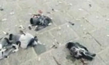 Eminönü Meydanı’nda güvercinleri katletti