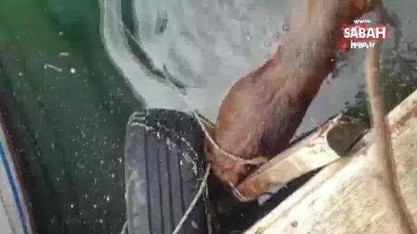 İstanbul Küçükçekmece'de vahşet! Sokak köpeği ipe bağlanıp göle atılarak öldürüldü | Video