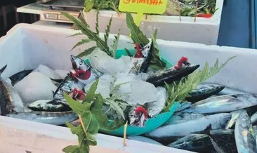 Bu kış palamut bol fiyatlar uygun