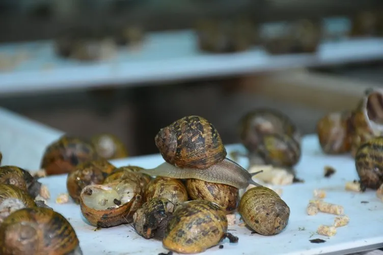 Salyangoz çiftliği kuran iki mühendis, Türkiye’de bir ilki gerçekleştirdi