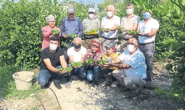 Erdemli’de mayer limon hasadı başladı