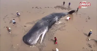 Çin’de 60 tonluk balina için 20 saatlik kurtarma operasyonu | Video