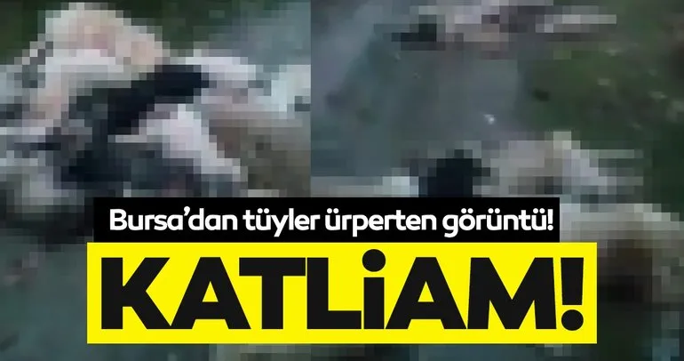 SON DAKİKA: Bursa’da vahşet! Ormanda 50’den fazla köpek ölüsü bulundu,