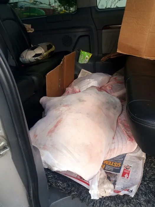 Antalya’da durdurulan minibüste 420 kilo domuz eti ele geçirildi