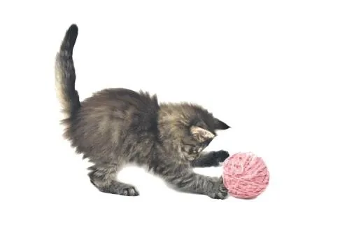 dunya yumagiyla oynayan kedi mi