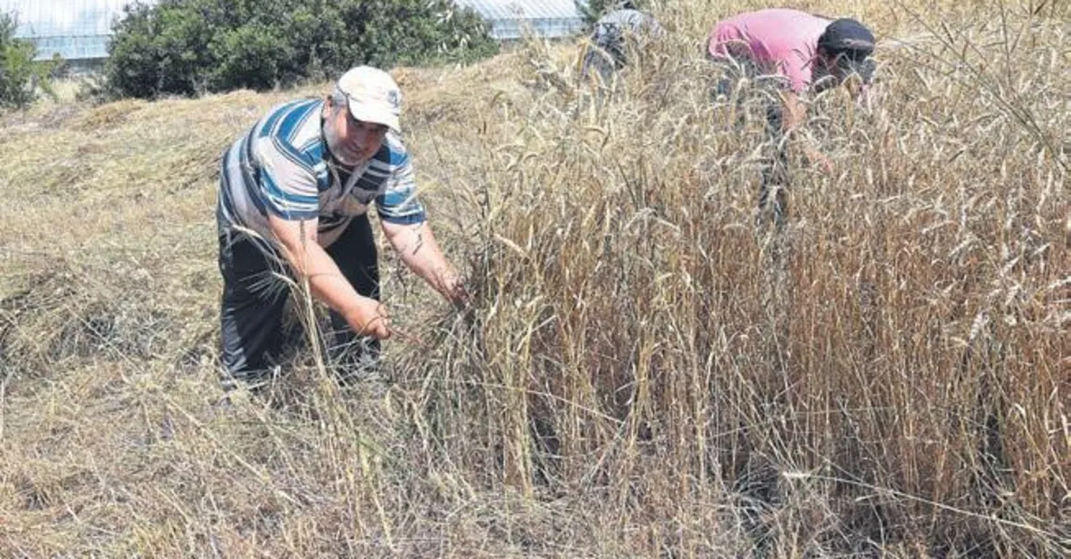 bugday fiyati 1 lira 66 kurus oldu