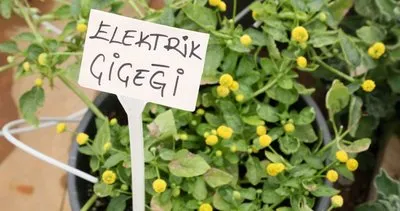 Antalya’da elektrik çiçeği üretildi! Özellikleri herkesi şaşkına çevirdi!