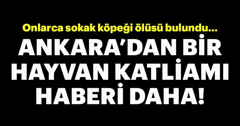 Avustralya 2 milyon kediyi öldürecek Avustralya 2 milyon kediyi öldürecek