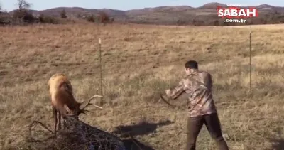 Boynuzları dikenli tel yığınına takılan geyiği avcı tüfeğini ateşleyerek kurtardı