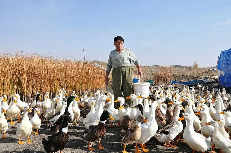 70 yaşında organik ördek çiftliği kurdu
