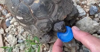Talihsiz kaplumbağayı, önce kurtardı sonra su verdiler! #kocaeli