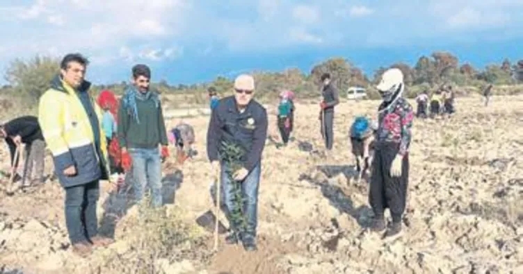 Kaş’ta ilk sakız ormanı kuruluyor