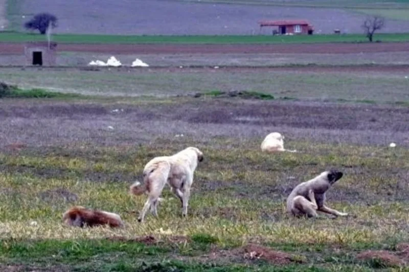eskisehir de kopekler genc kadini