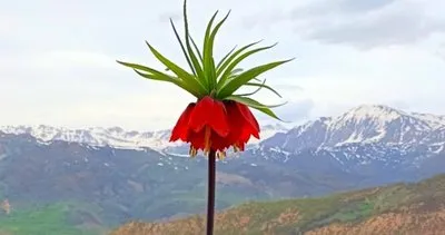 Yetkililer uyarıyor, bu türe zarar vermenin cezası çok ağır #tunceli