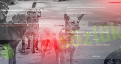 Ekşi Sözlük’te yeni skandal! Dertleri hayvan sevgisi değil: İşte o mide bulandıran ifadeler