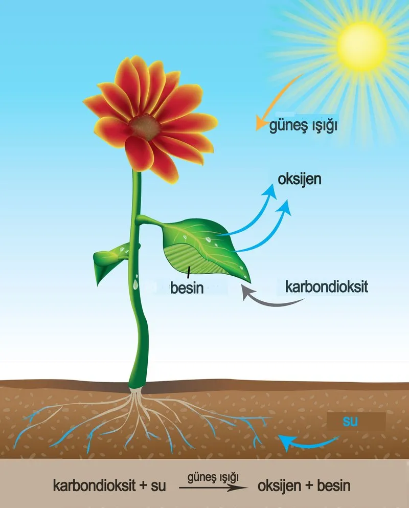 Fotosentez Olayı Nedir ve Nasıl Gerçekleşir