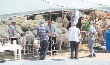 İzmir’de kurban hareketliliği arttı